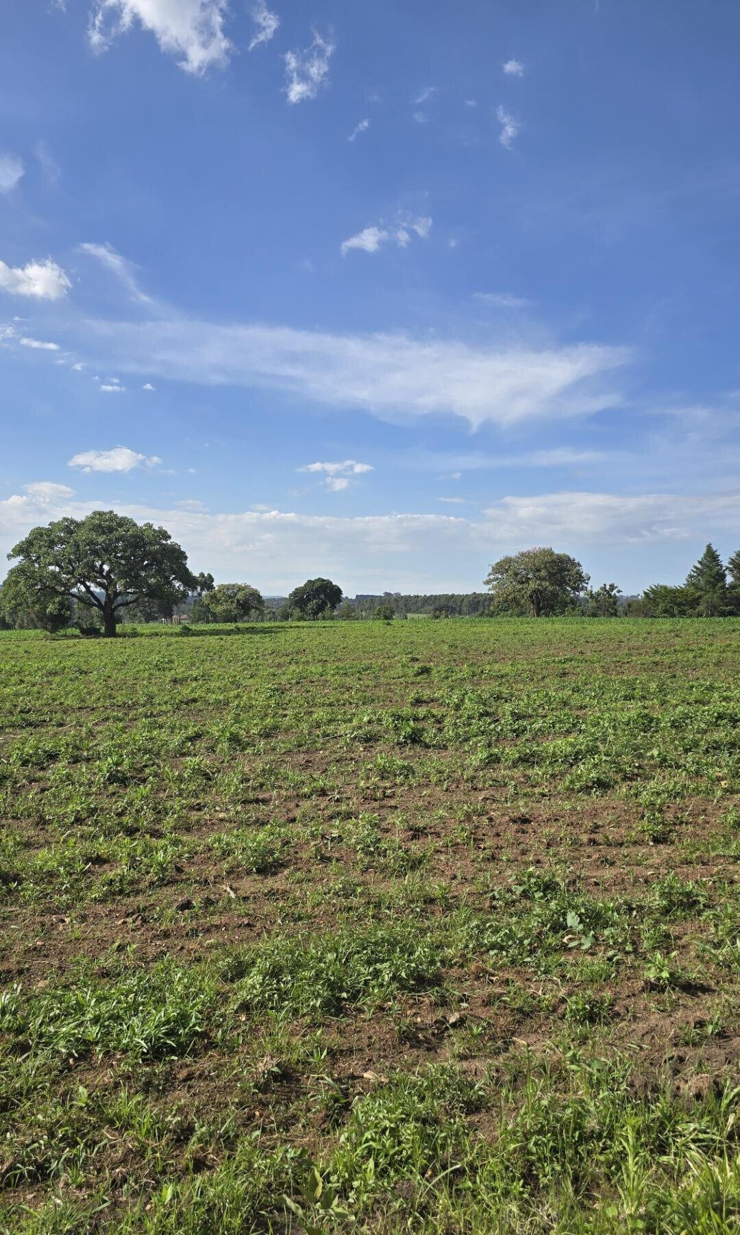 2-Acre Plot with Garden on Kitale-Webuye Highway