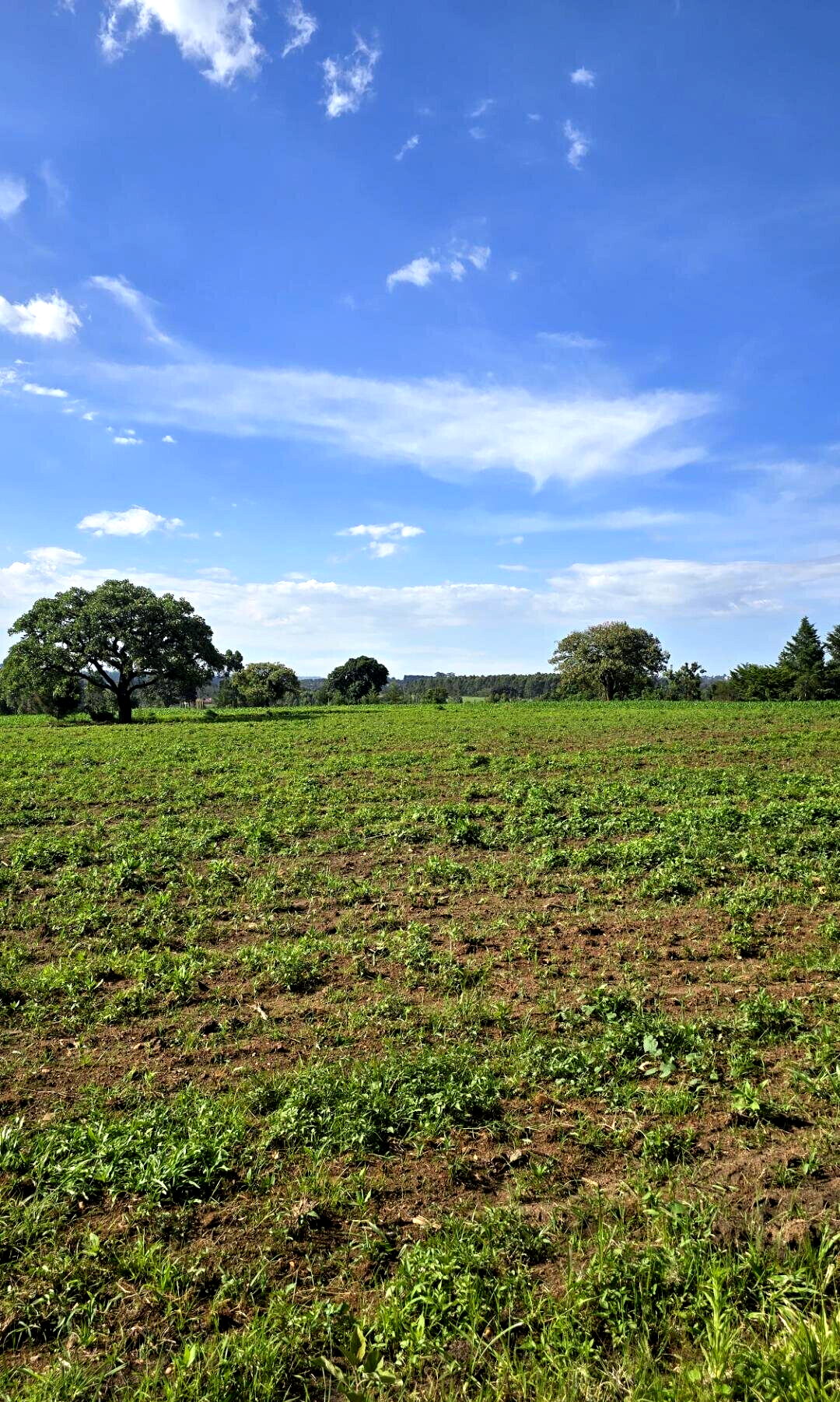 2-Acre Plot with Garden on Kitale-Webuye Highway