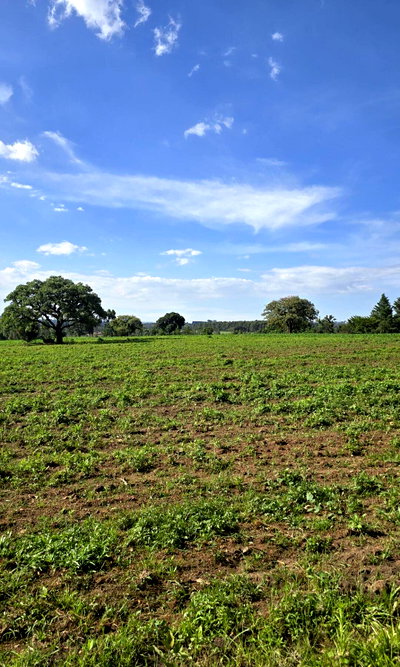 2-Acre Plot with Garden on Kitale-Webuye Highway
