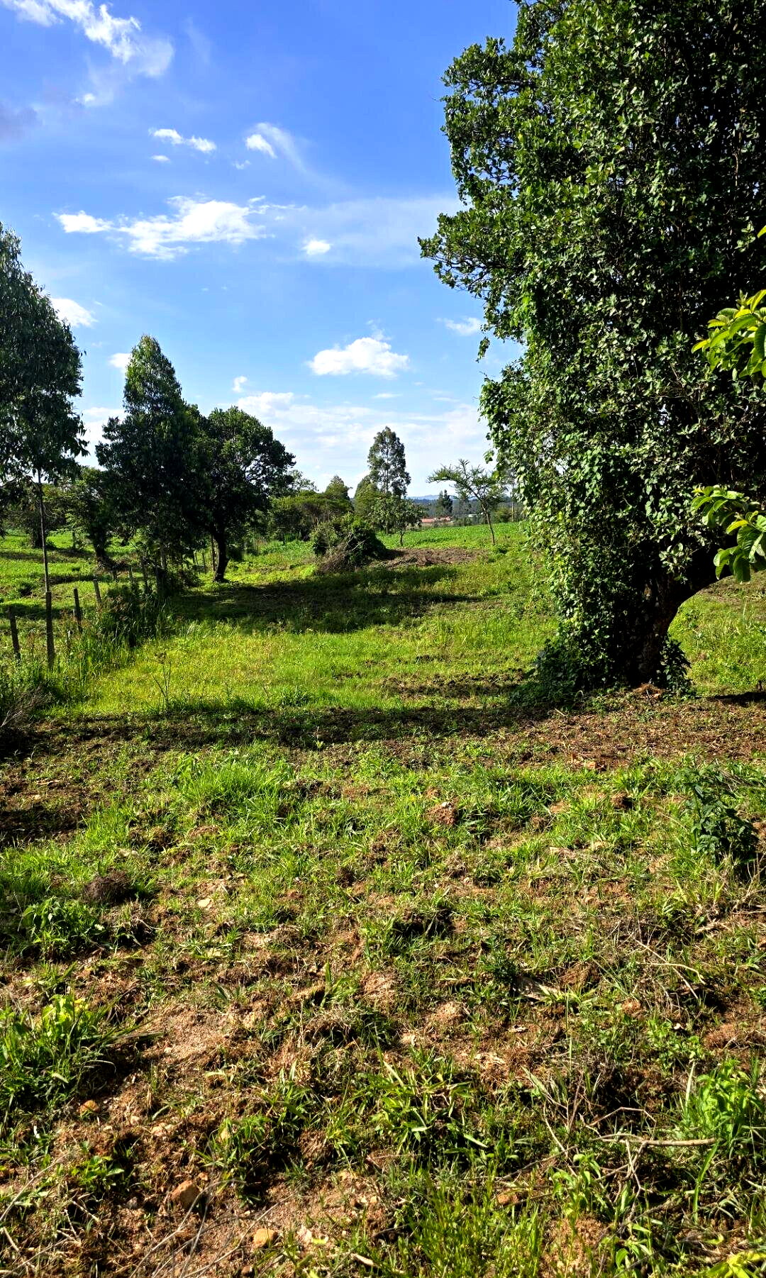 2-Acre Plot with Garden on Kitale-Webuye Highway