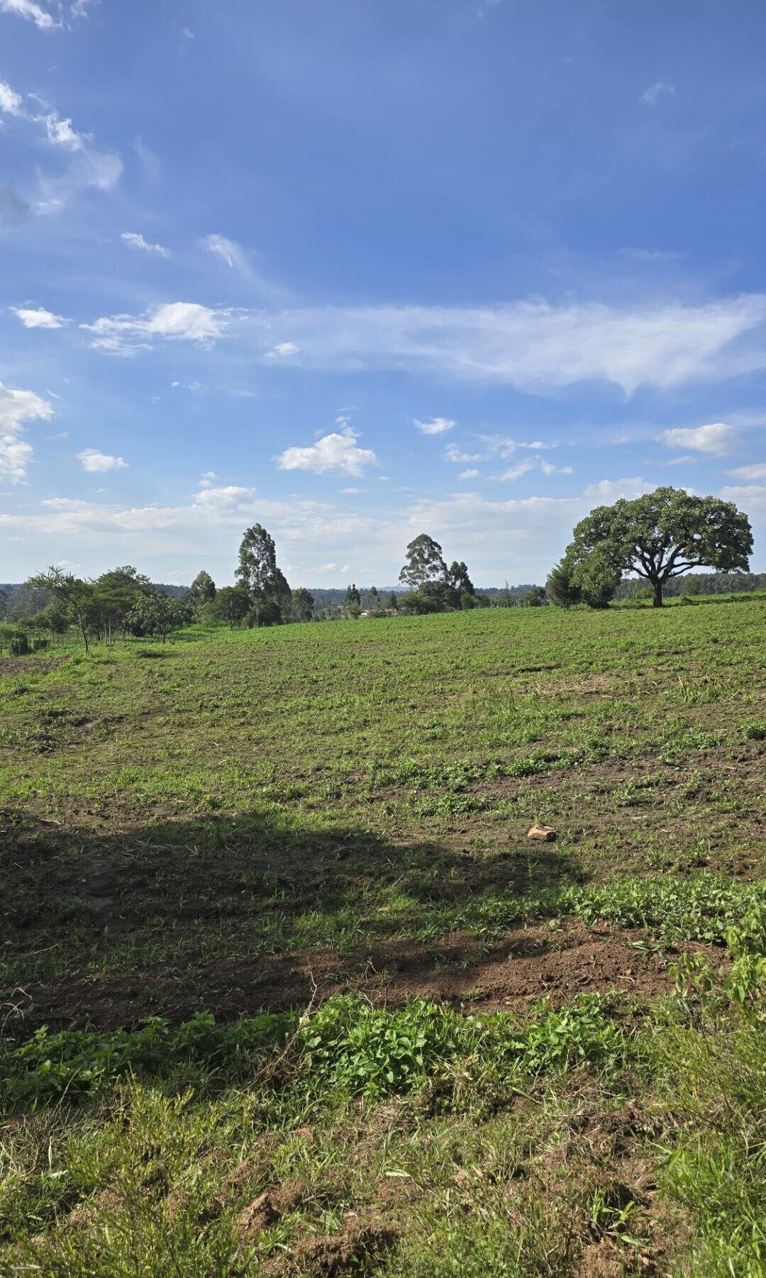 2-Acre Plot with Garden on Kitale-Webuye Highway