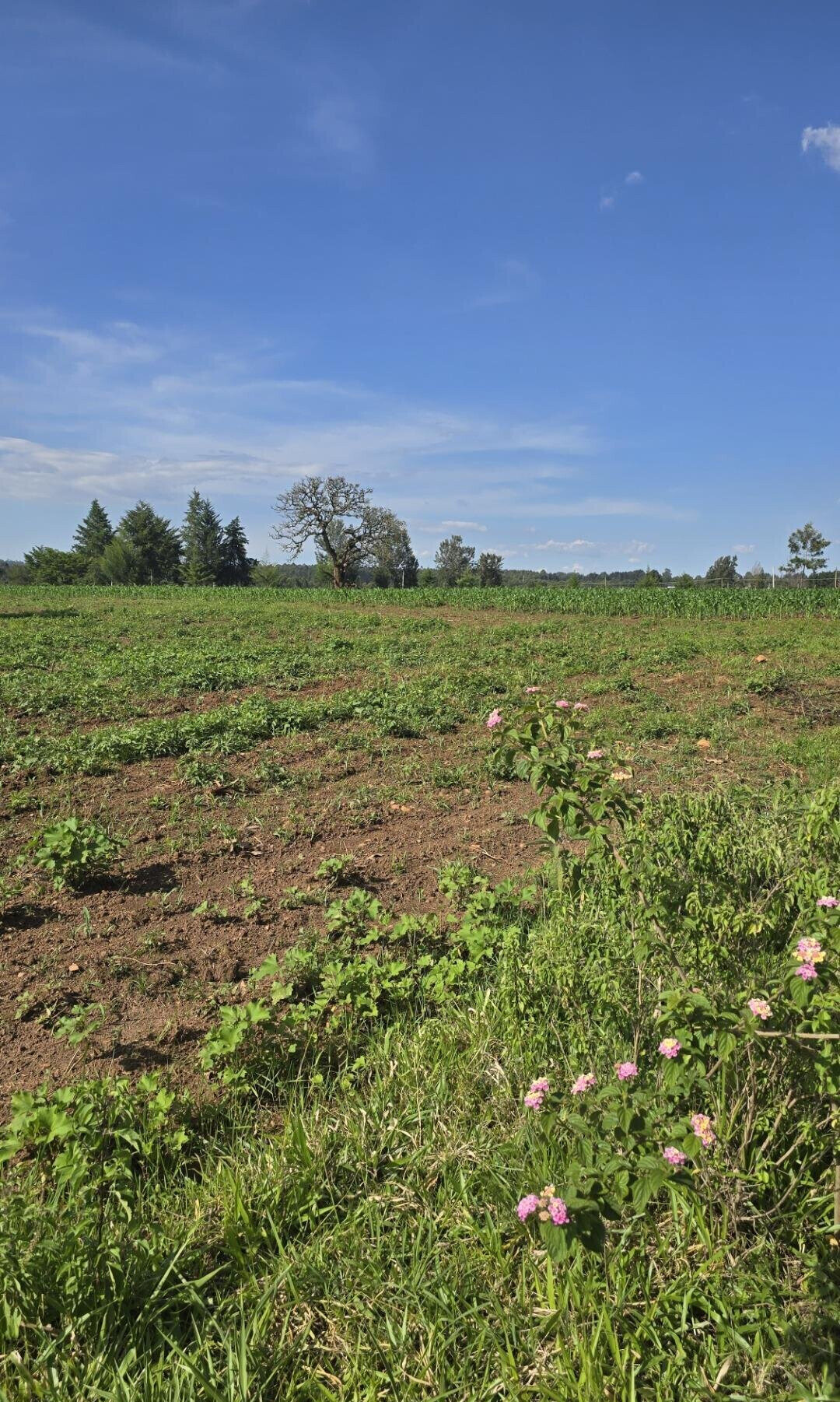 2-Acre Plot with Garden on Kitale-Webuye Highway