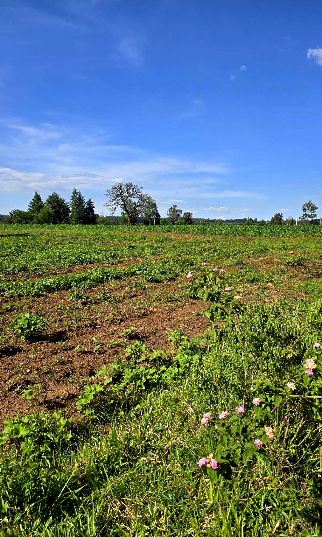 2-Acre Plot with Garden on Kitale-Webuye Highway