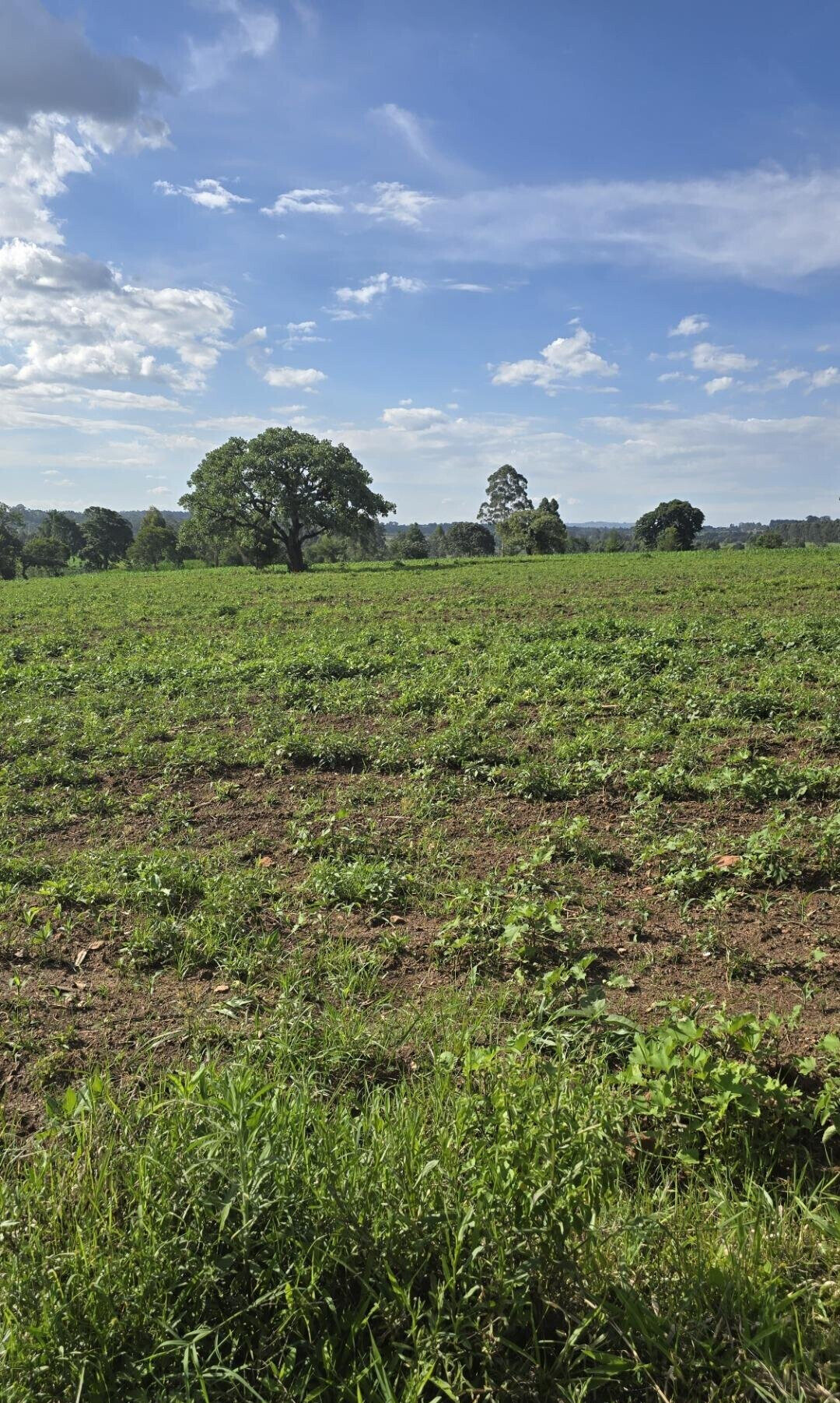 2-Acre Plot with Garden on Kitale-Webuye Highway