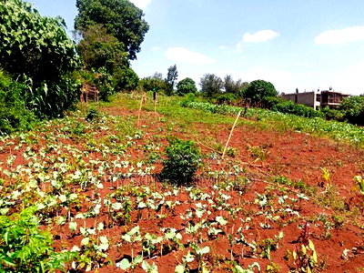 Vacant 0.5 Acre Plot for Sale in Thome - Image 2