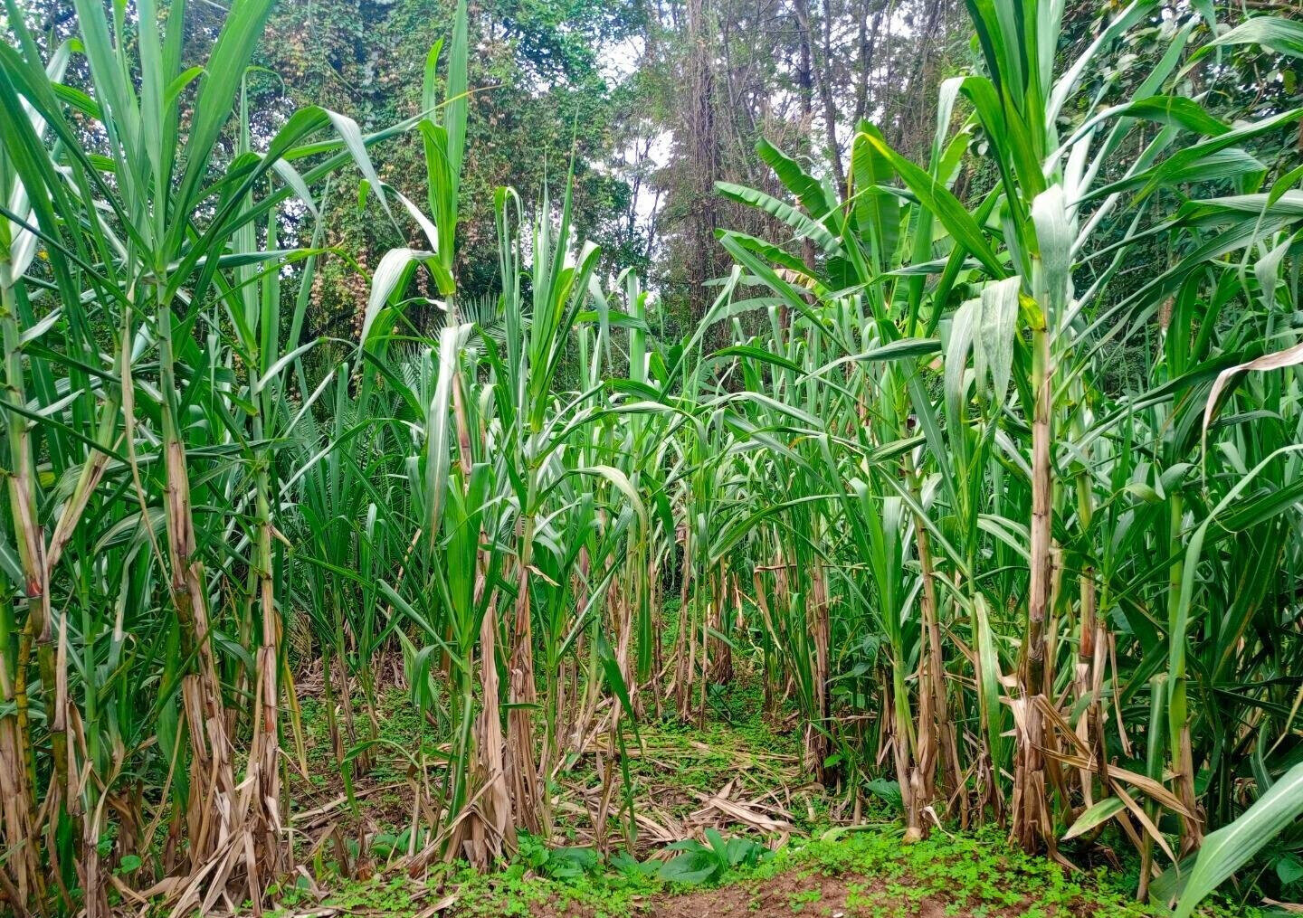 0.57 Acre Garden Home at KSh 200K