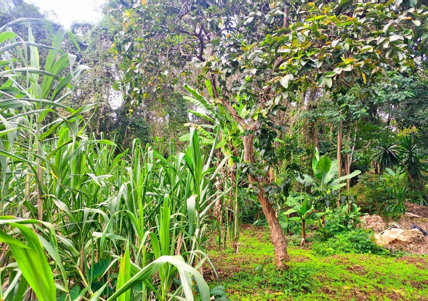 0.57 Acre Garden Home at KSh 200K