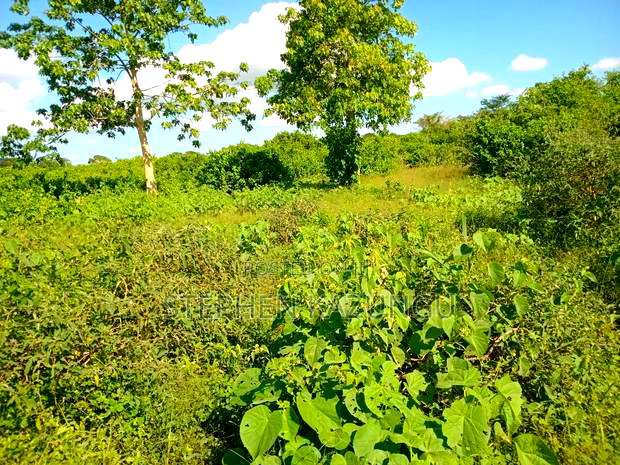 Treasure of 21 Acres of Land on Sale in Malindi at Singwaya.
