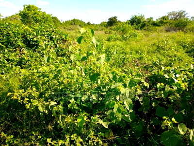 Treasure of 21 Acres of Land on Sale in Malindi at Singwaya. - Image 8