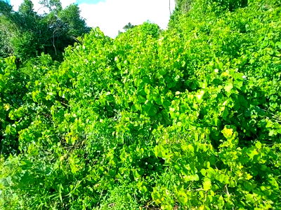 Treasure of 21 Acres of Land on Sale in Malindi at Singwaya. - Image 7