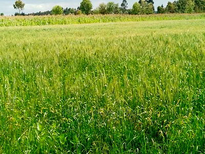 Prime Plots at the Heart of Nyandarua County - Image 7