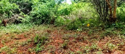 Embu County, Mariari 4.2 Acres Agricultural Farmland - Image 10