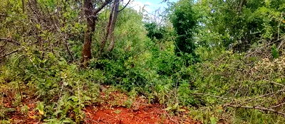 Embu County, Mariari 4.2 Acres Agricultural Farmland - Image 5