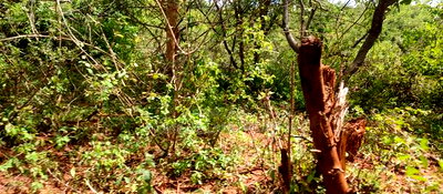 Embu County, Mariari 4.2 Acres Agricultural Farmland - Image 11