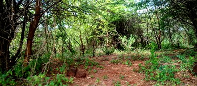 Embu County, Mariari 4.2 Acres Agricultural Farmland - Image 6