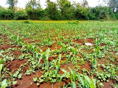 Sagana Prime Plots for Sale - Image 3