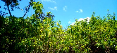 1 Acre Plot on Sale at Umoja on the New Mvindeni Beach Road. - Image 4