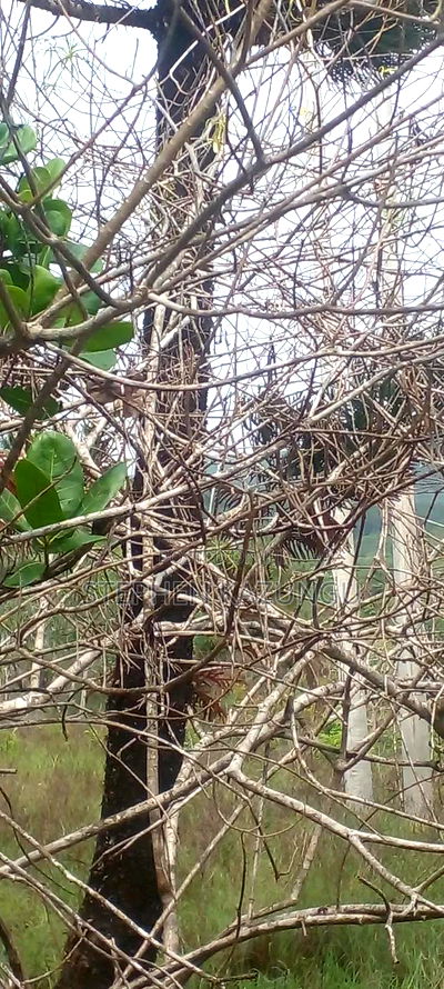 1 Acre Plot on Sale at Umoja on the New Mvindeni Beach Road. - Image 5