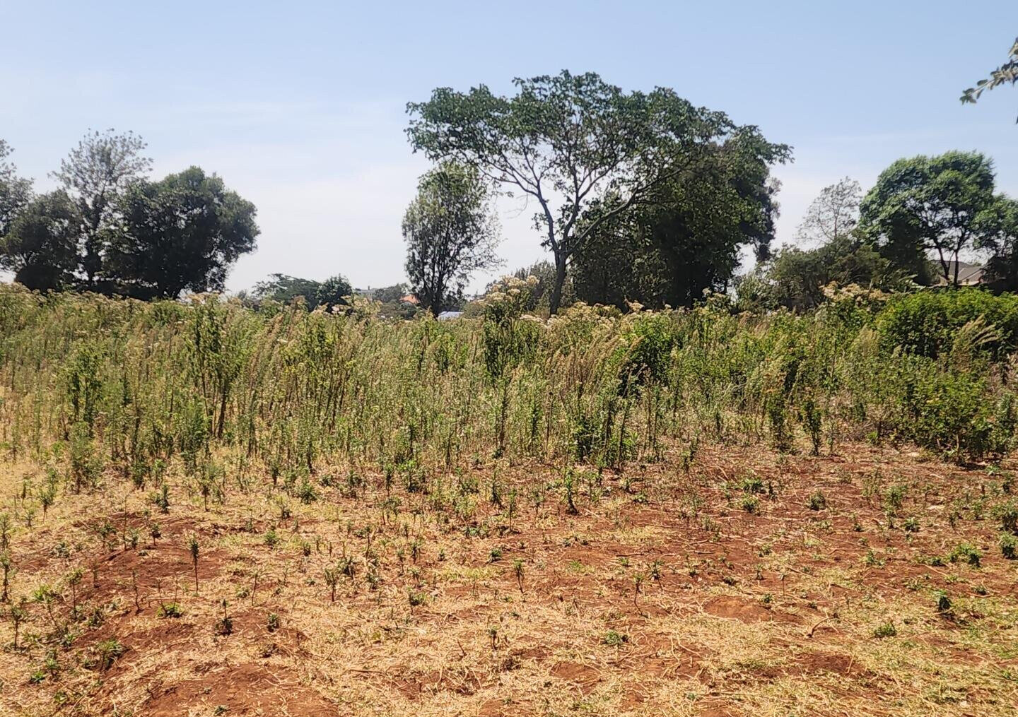 KSh 8K Plot in Kerarapon