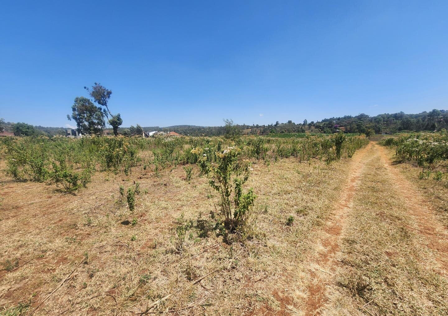 KSh 8K Plot in Kerarapon