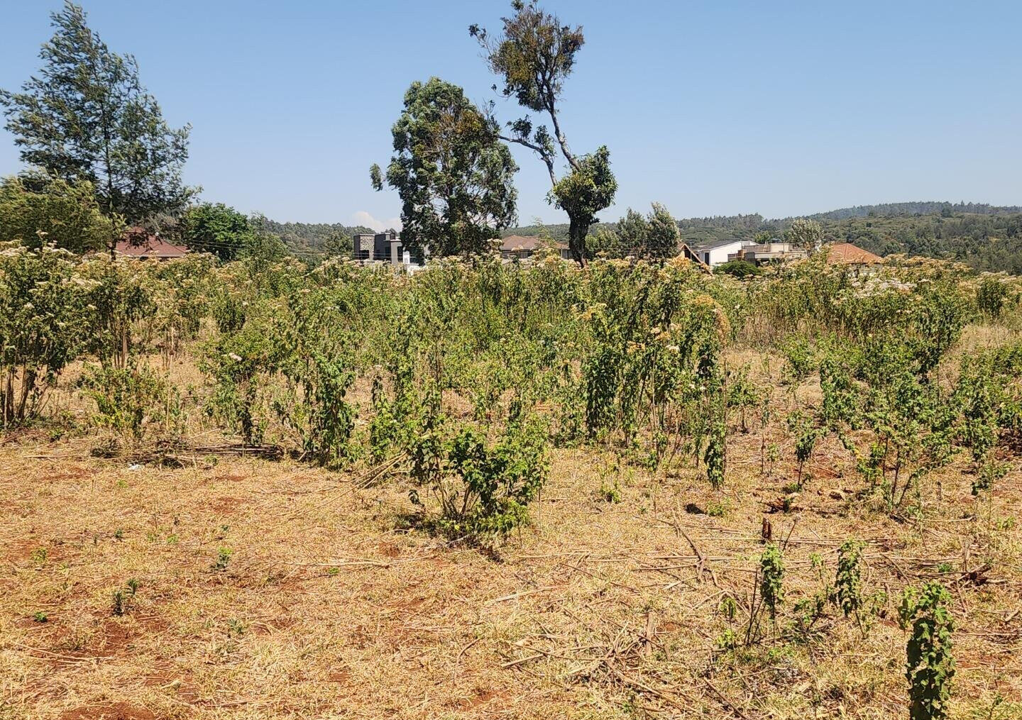 KSh 8K Plot in Kerarapon