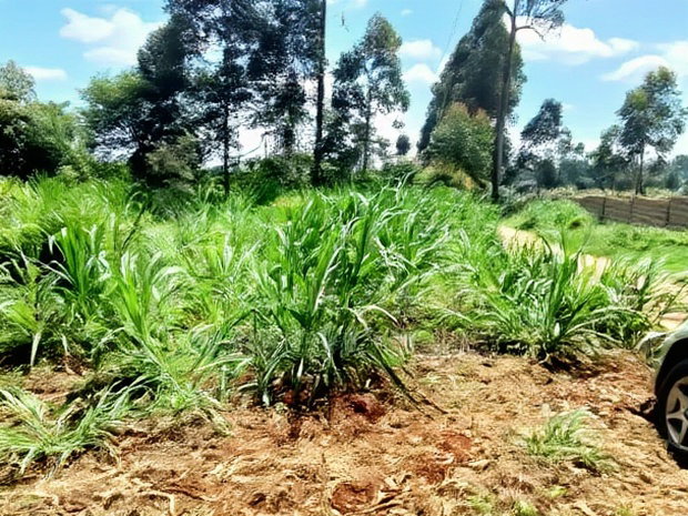 One Acre Parcel of Land Kambaa Githunguri