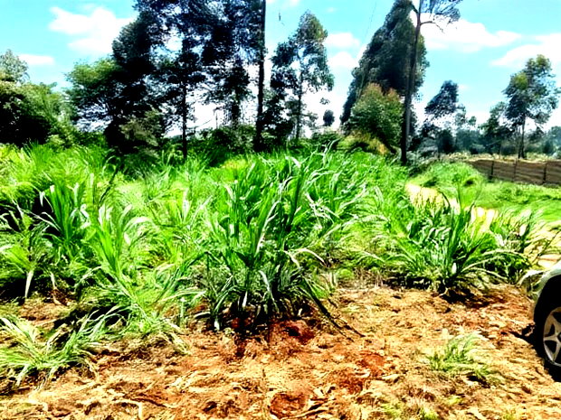 One Acre Parcel of Land Kambaa Githunguri