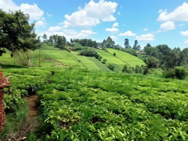 One Acre Parcel of Land Kambaa Githunguri
