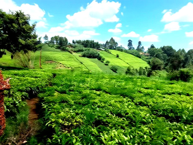 One Acre Parcel of Land Kambaa Githunguri