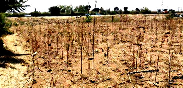 50*100 2nd Row Plot for Sale in JB Pipeline, Nakuru