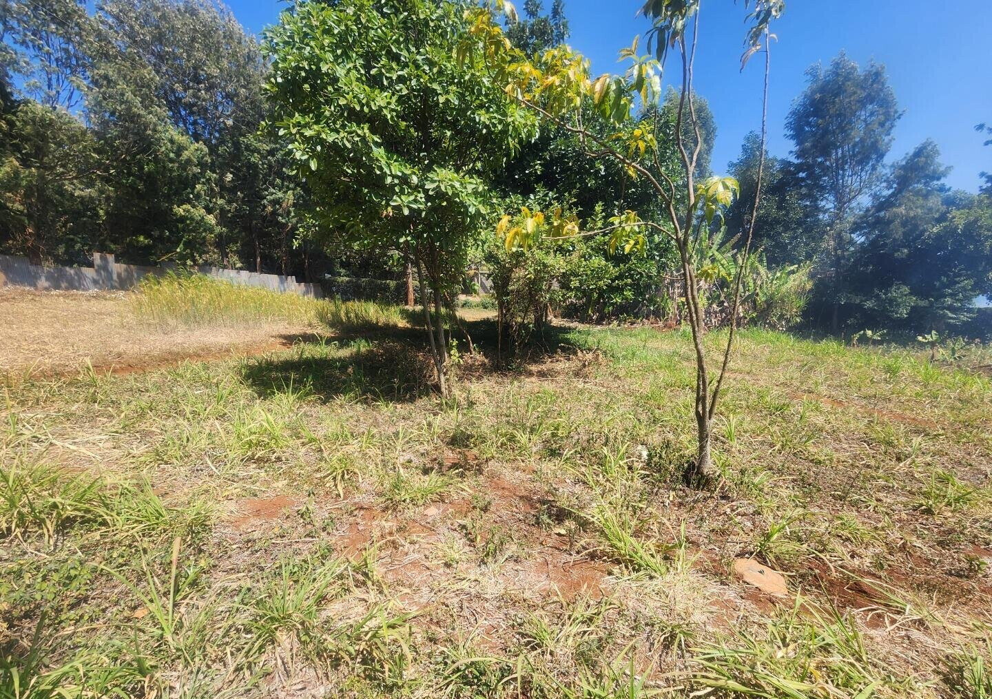 KSh 20M Pet Friendly Plot in Kerarapon