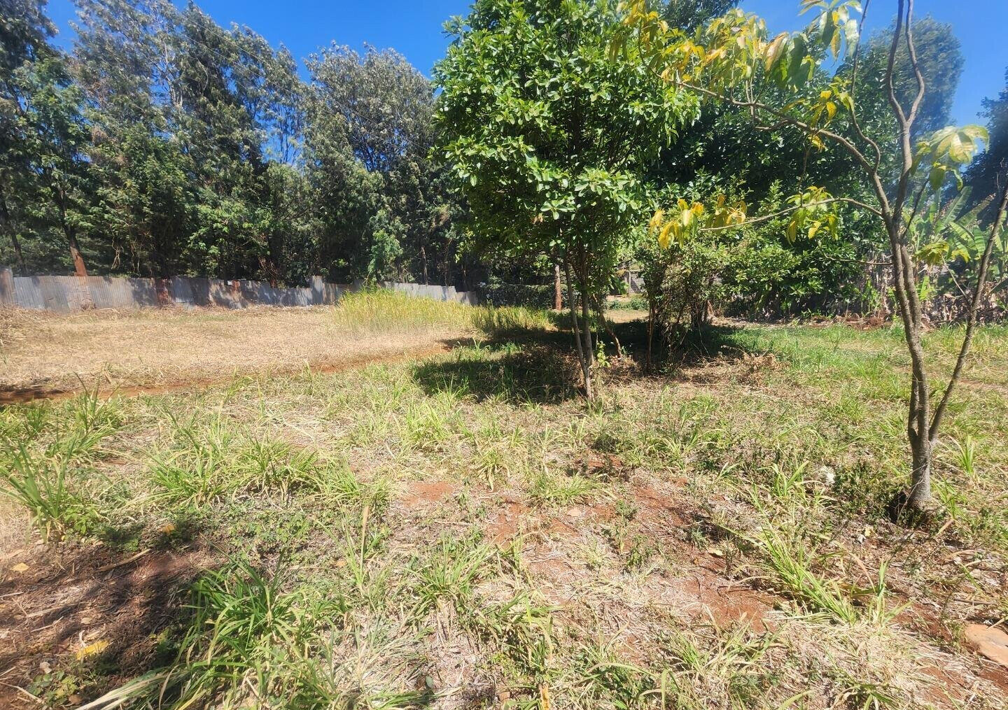 KSh 20M Pet Friendly Plot in Kerarapon