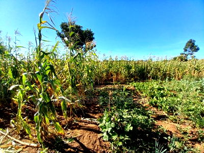 2bdrm Bungalow in Kamangu, Kikuyu for sale - Image 7