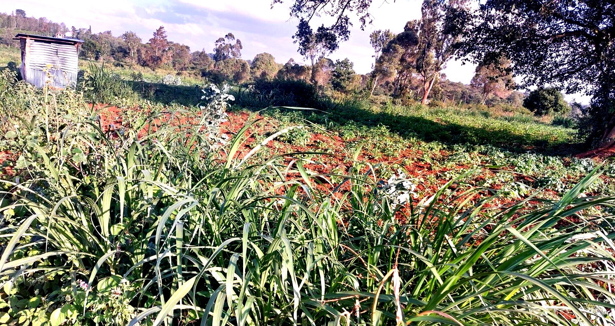Half Acre Garden Plot in Karen