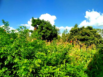 A Full Eighth Acre Commercial Plot in Ongata Rongai, Nkoroi - Image 3