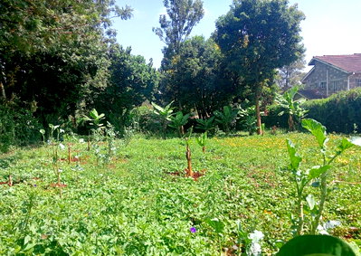 Quarter Acre Plot at KSh 22M