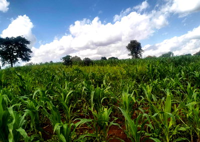 1/2 Acre Plot for Rent at KSh 20M