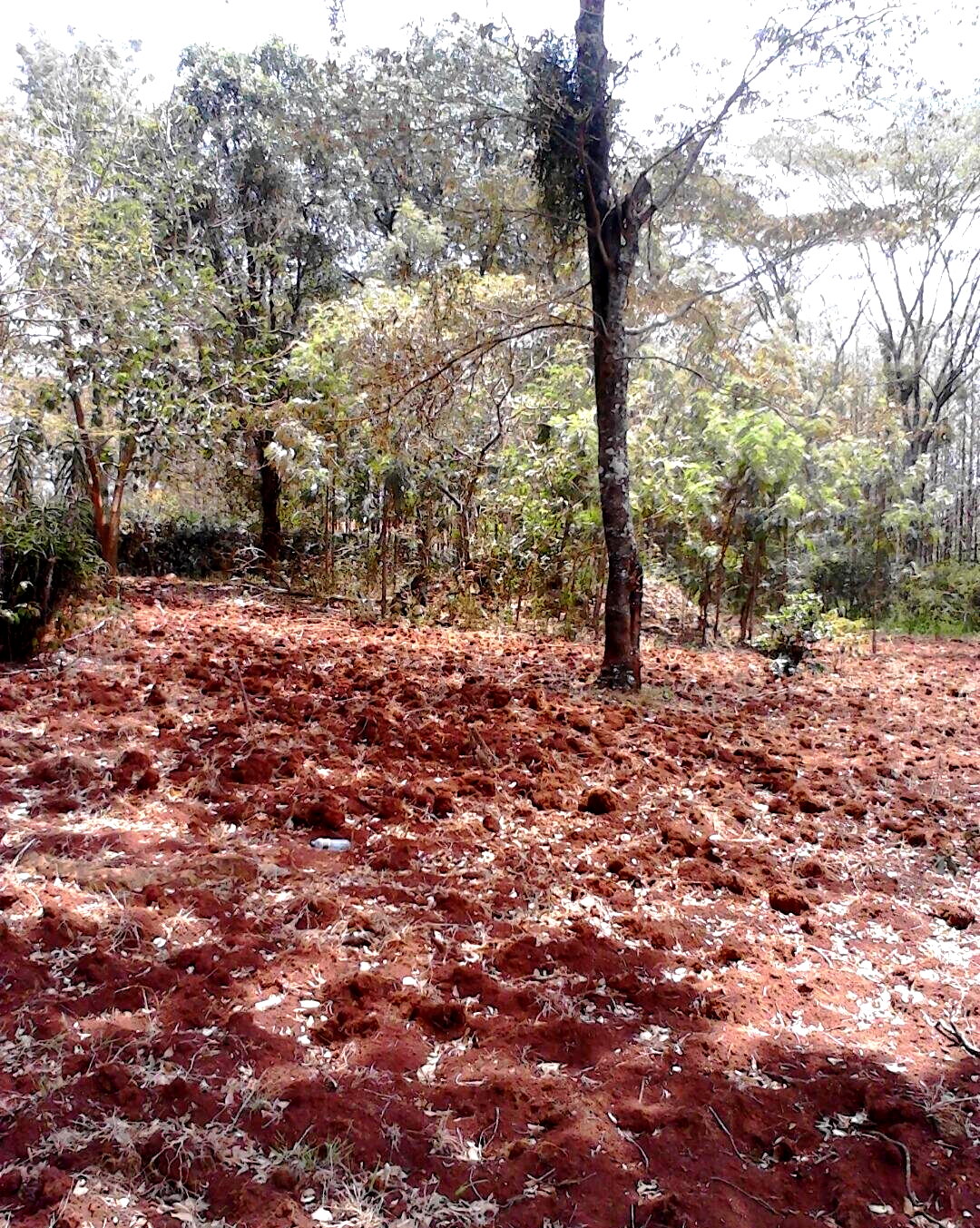 1.5 Acre Garden Plot in Westlands