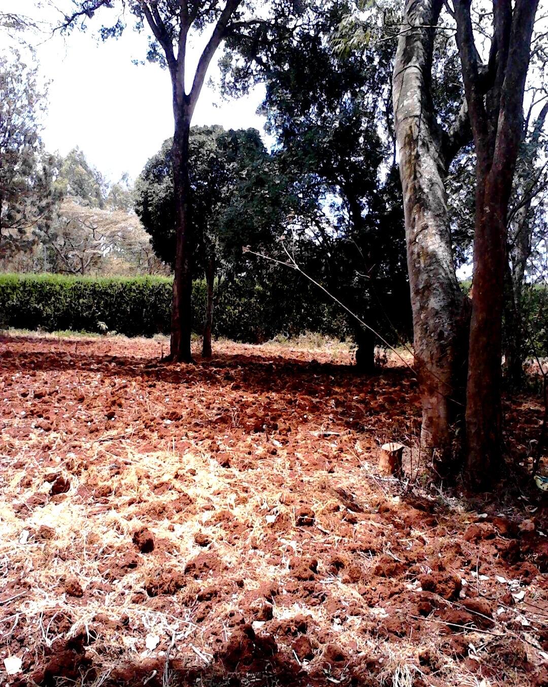 1.5 Acre Garden Plot in Westlands