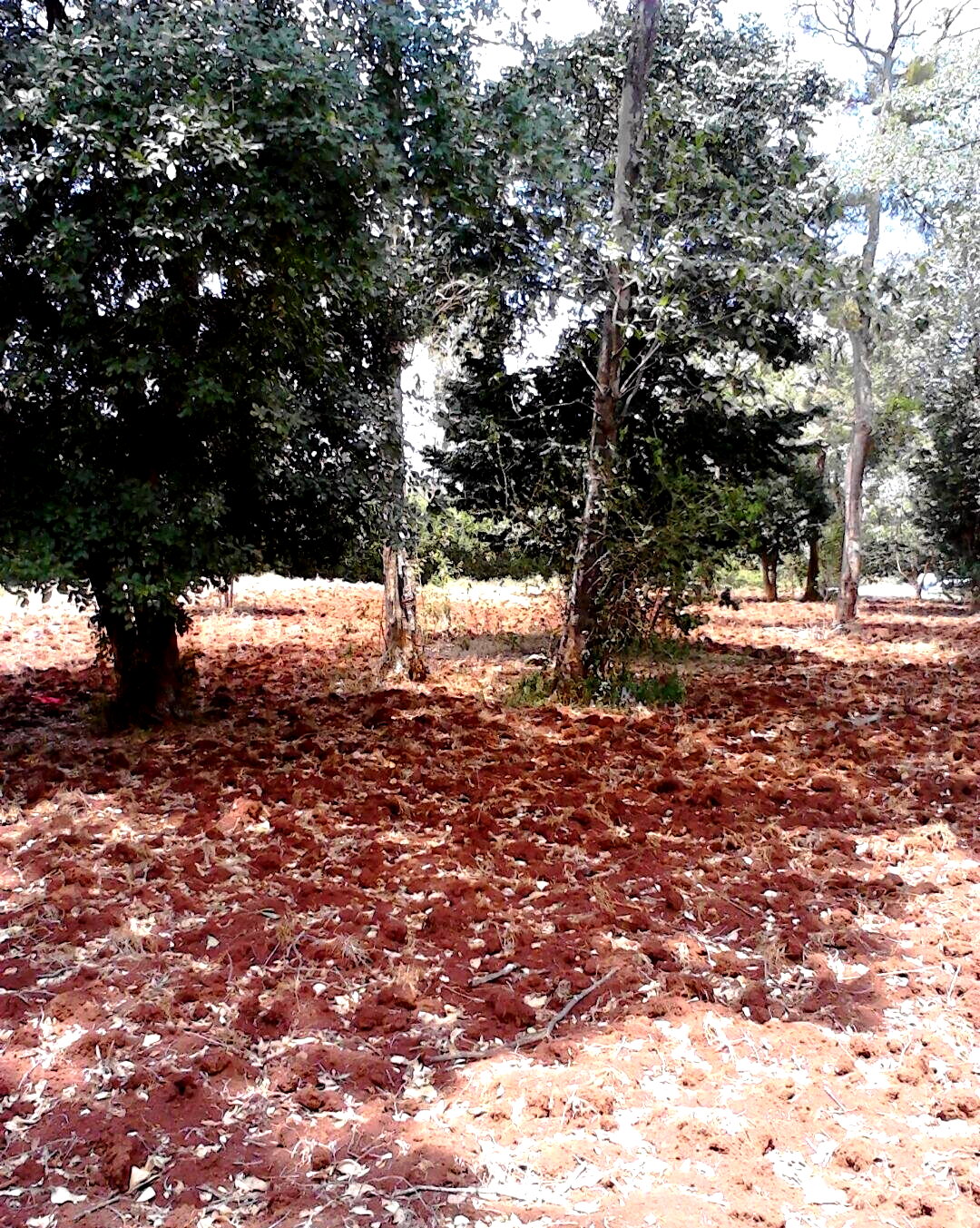 1.5 Acre Garden Plot in Westlands
