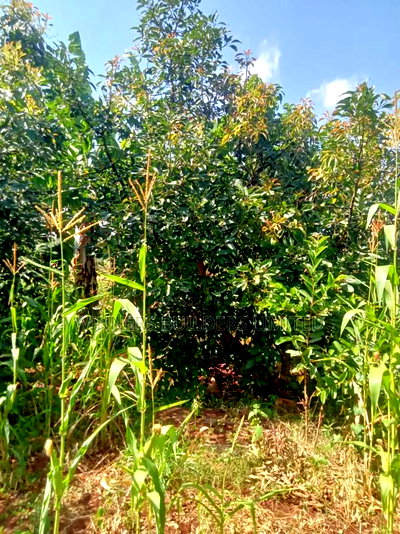 Land for Sale at Kamahuha - Image 5