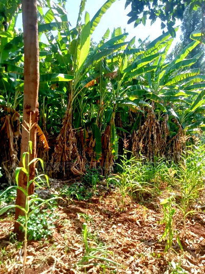 Land for Sale at Kamahuha - Image 6