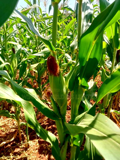 Land for Sale at Kamahuha - Image 10