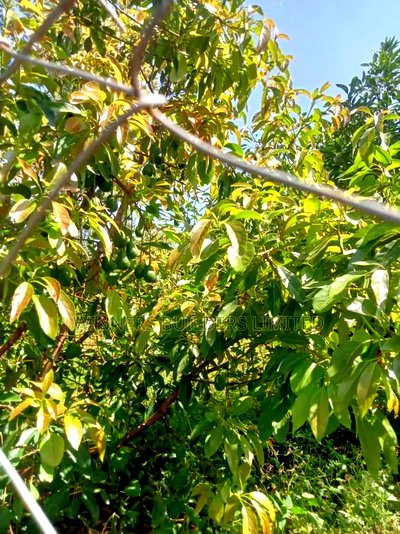 Land for Sale at Kamahuha - Image 4