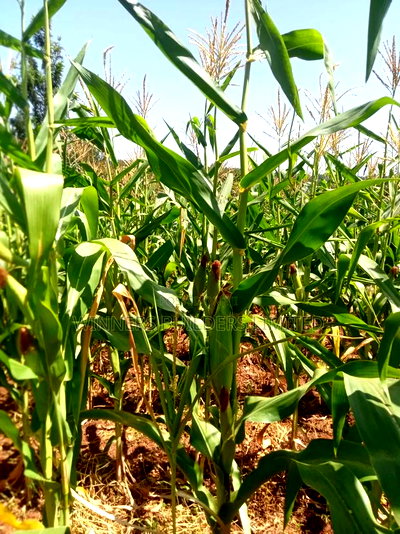 Land for Sale at Kamahuha - Image 9