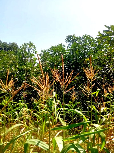Land for Sale at Kamahuha - Image 7