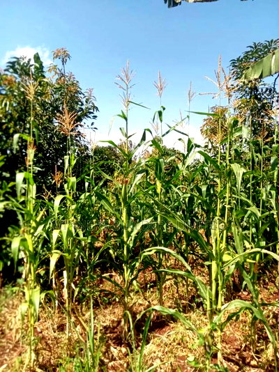 Land for Sale at Kamahuha - Image 8
