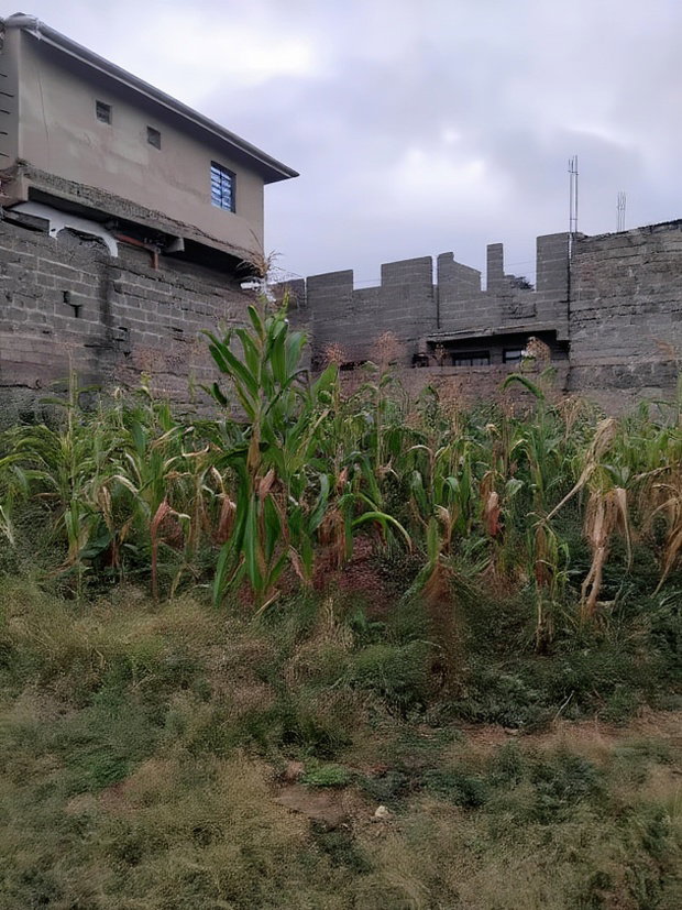 Kenyatta Rd, Murram Estate 50x25 Plots.
