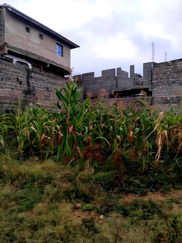 Kenyatta Rd, Murram Estate 50x25 Plots.