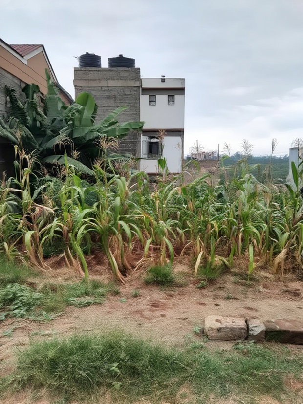 Kenyatta Rd, Murram Estate 50x25 Plots.